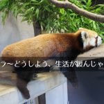 生活リズムの乱れ、ゆるみ切った日常から締める3カ月へ、家計・体重・砂糖・家事・毛穴・スマホ