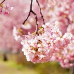 イメージ写真　桜